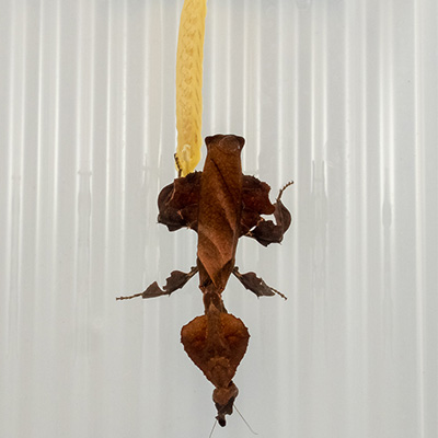 mante fantôme ootheque